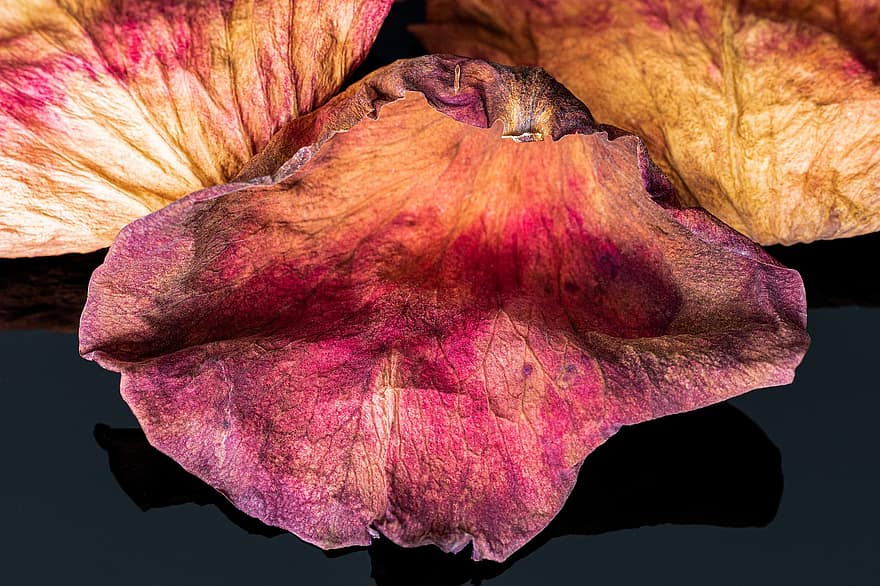 Rose, Flower, Petals, Dried Petals, Reflection, Blossom, Dried, Decay, Flora