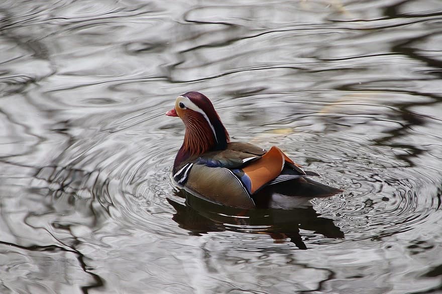 mandarin duck, and, sø