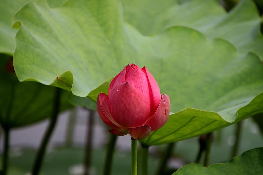 Lotus, Blume, Pflanze, pinke Blume, Blütenblätter, Seerose, blühen, Wasserpflanze, Flora, Teich, Natur