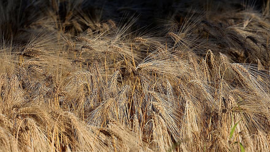 Barley, Cereals, Agriculture, Barley Field, Cornfield, Spike, Ear, Arable, Nutrition, Field, Food