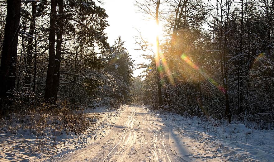 나무, 좁은 길, 도로, 숲, 눈, 겨울, 하늘, 자연