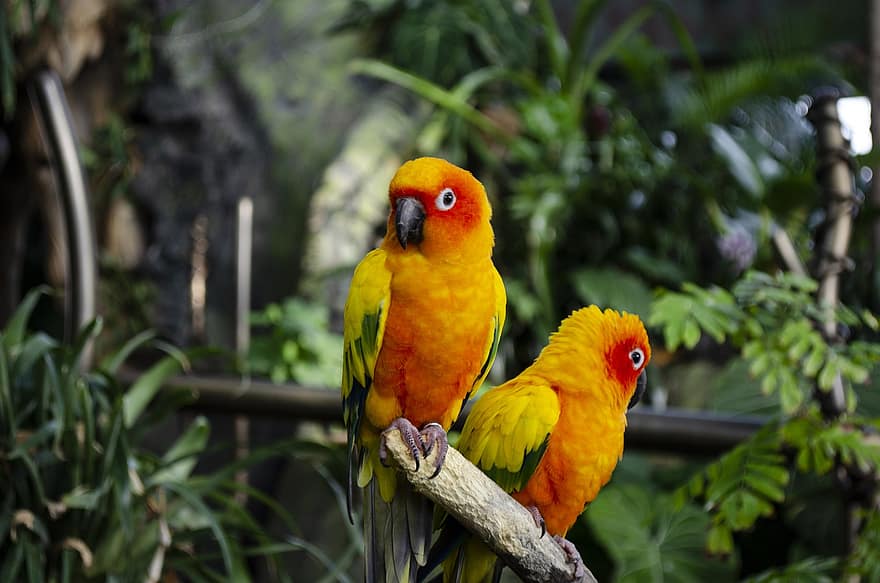 papegøjer, fugle, lorikeet, fjer, fjerdragt, næb, farverig, tropisk, eksotisk, dyr, dyreliv