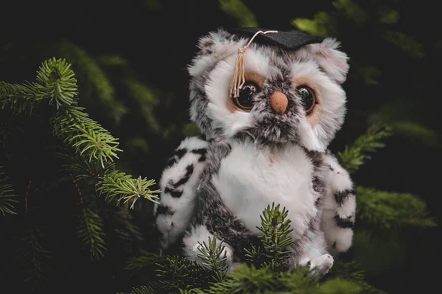 Owl, Stuffed Animal, Graduate, Conclusion, Cap, cute, pets, tree, fur, close-up, forest