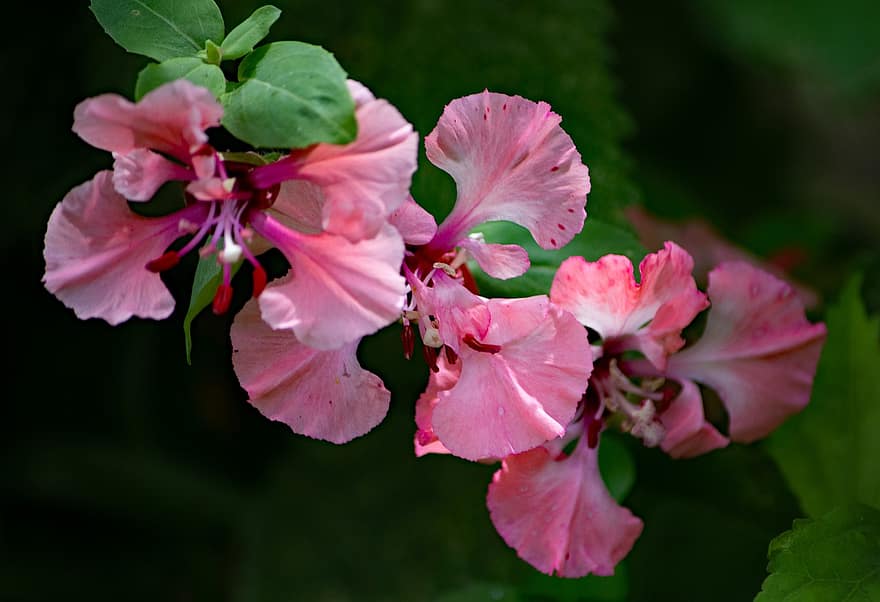 Clarkia Unguiculata, Amêndoa rosa, flores, pétalas, sai, folhagem, haste, plantas, grama, flora