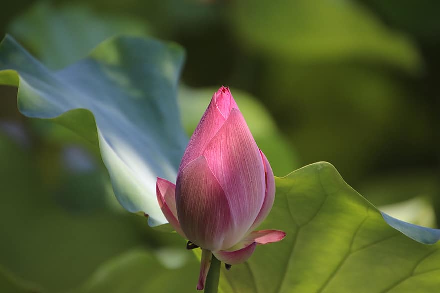 lotus, brot, flor, pètals de color rosa, flor rosa, nenúfar, planta, planta aquàtica, flora, estany, naturalesa