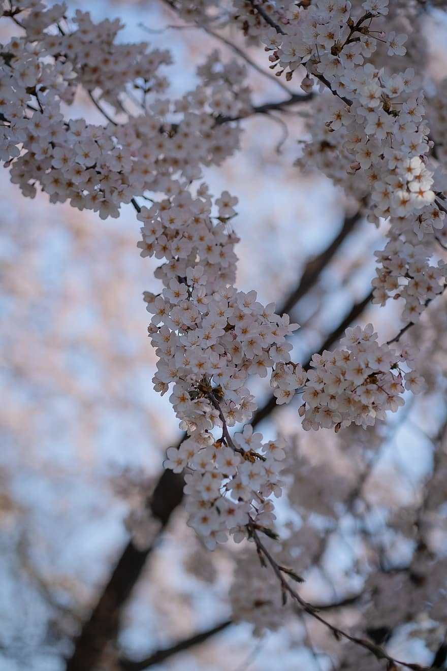 Flowers, Spring, Cherry Blossom, Nature, Tree, Bloom, Blossom, Petals, Growth, branch, close-up