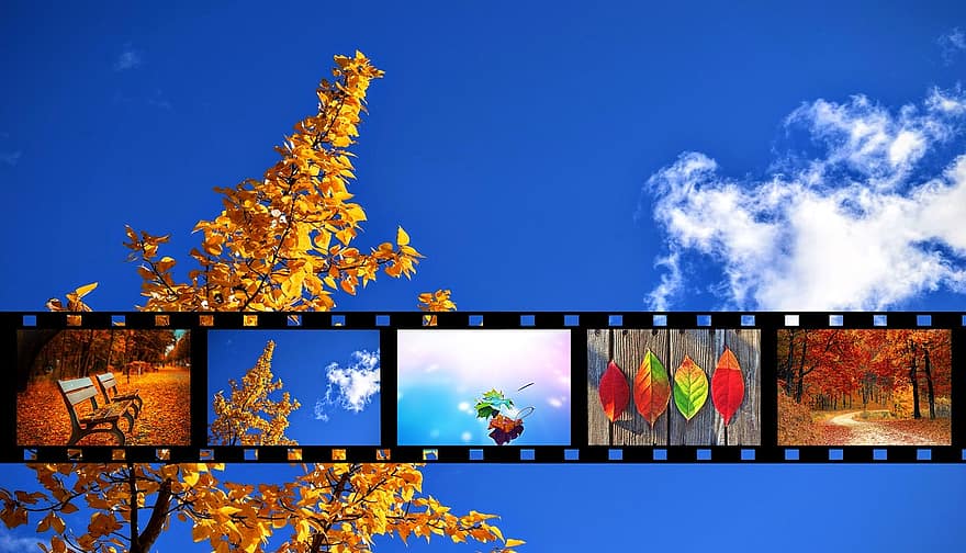 Fall, Autumn, Leaves, Seasonal, Movie, Reel, Film, Cinema, Entertainment, Cinematography, Filmstrip