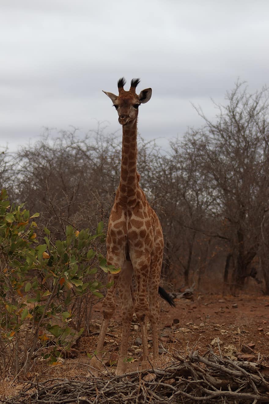 Giraffe, Animal, Nature, Wildlife, Mammal, Safari, Long-necked, Long-legged