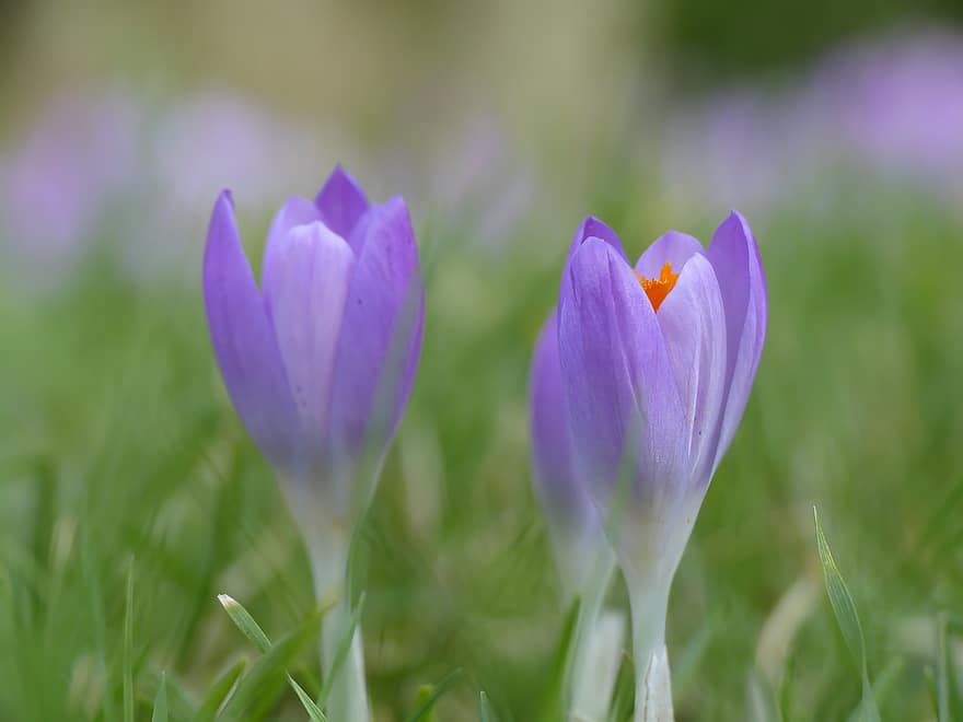 Crocus, Purple Flowers, Purple Crocuses, Spring, Spring Flowers, Chalices, Meadow, Flower, Plant, Flora, Nature