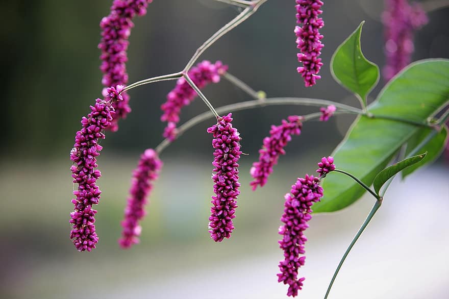 have, plante, blomster, lilla blomster, Persicaria Orientalis, Prinsesse fjerplante, Kys mig over Garden Gate Plant, flor, blomstre, blomstrende plante, flora