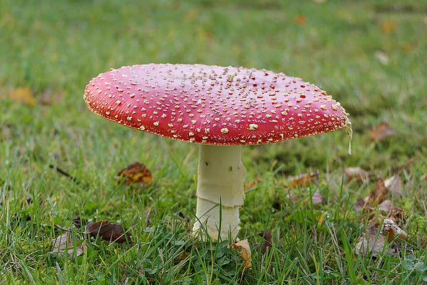 Mushroom, Plant, Toadstool, Mycology, Fly Agaric, Forest, Grass, Wild, Nature