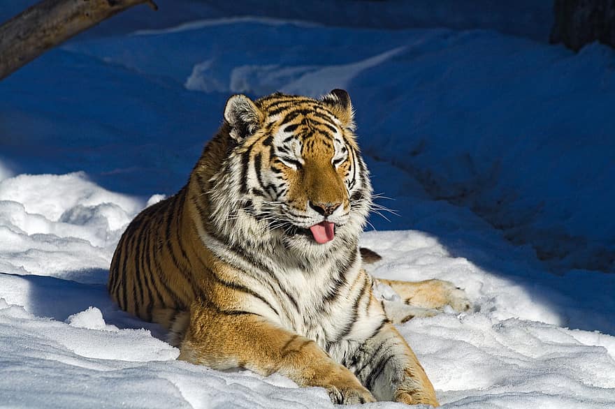 hewan, harimau, mamalia, jenis, fauna, margasatwa, binatang di alam liar, salju, harimau Bengali, kucing yang tidak diberi obat, licik