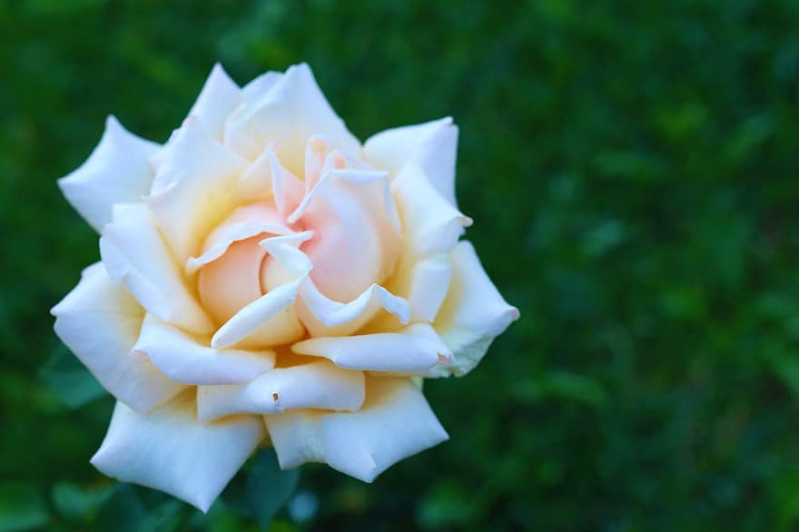 Róża, kwiat, Natura, miłość, różowy, biały, romantyk, kwiaty
