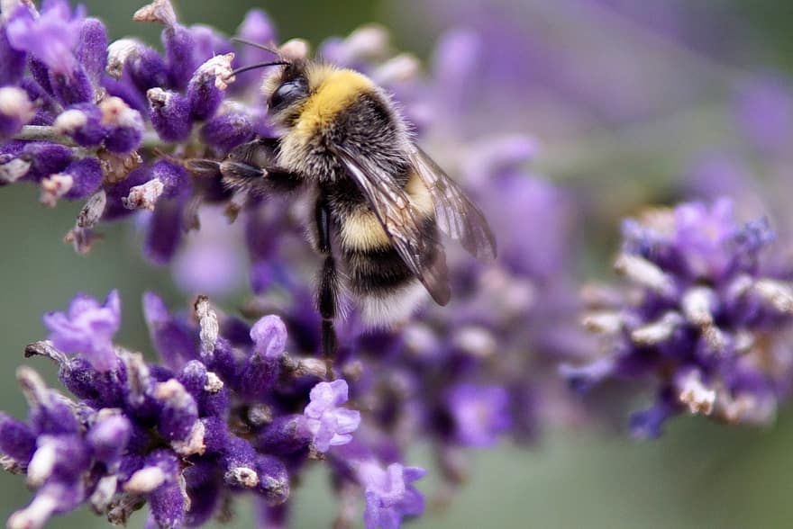 хаммель, бджола, комаха, макрос, пилок, природи, меду, цвітіння, нектар, летить, тварина