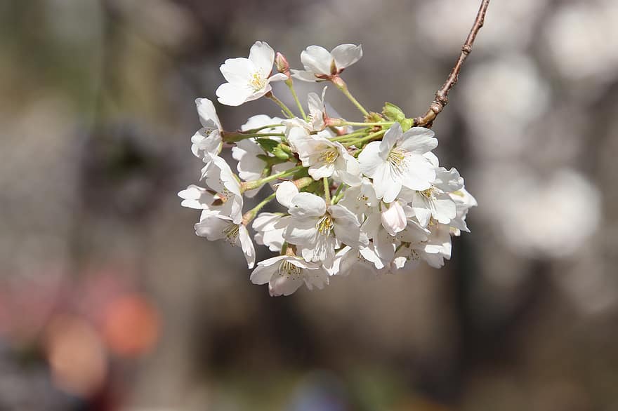Cherry Blossoms, Sakura, Flowers, Flora, Cherry Tree, Spring, Spring Season, flower, close-up, springtime, plant