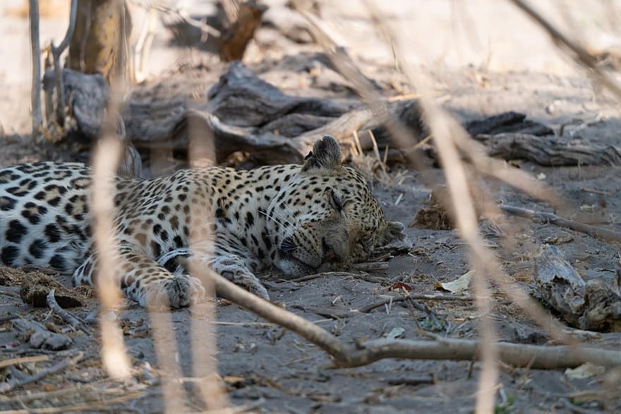 leopard, spací, safari, zvíře, savec, divoká kočka, velká kočka, dravec, divoké zvíře, volně žijících živočichů, divočina