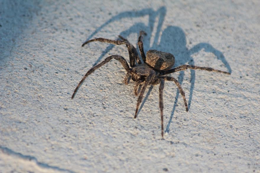 örümcek, eklembacaklılardan, dokumacı, böcek, Arachnophobia, doğa, yaban hayatı, hayvan dünyası, eklem bacaklı, yaratık