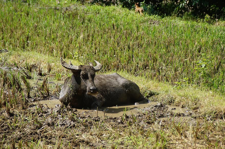 Carabao, лужа, поле, буйвол, животное, млекопитающее, домашний скот, сельская местность, грязи, ферма, Филиппины