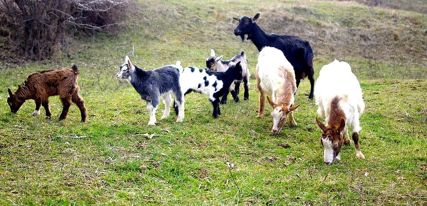 cabras, pasto, grama, natureza, moldova, rural, país, pecuária, Fazenda, cena rural, Prado