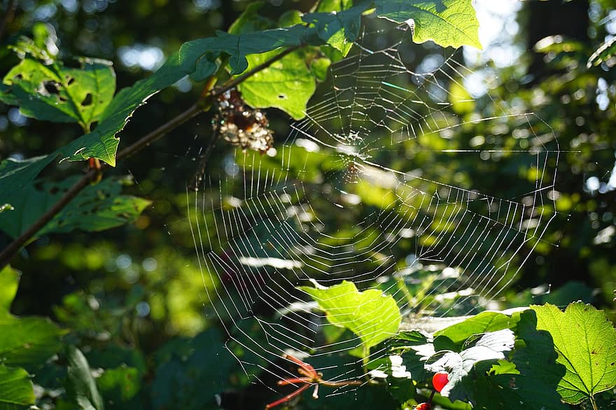 edderkop, arachnid, edderkoppespind, spindelvæv, web, oRB, væver, insekt, araknofobi, natur, dyreliv
