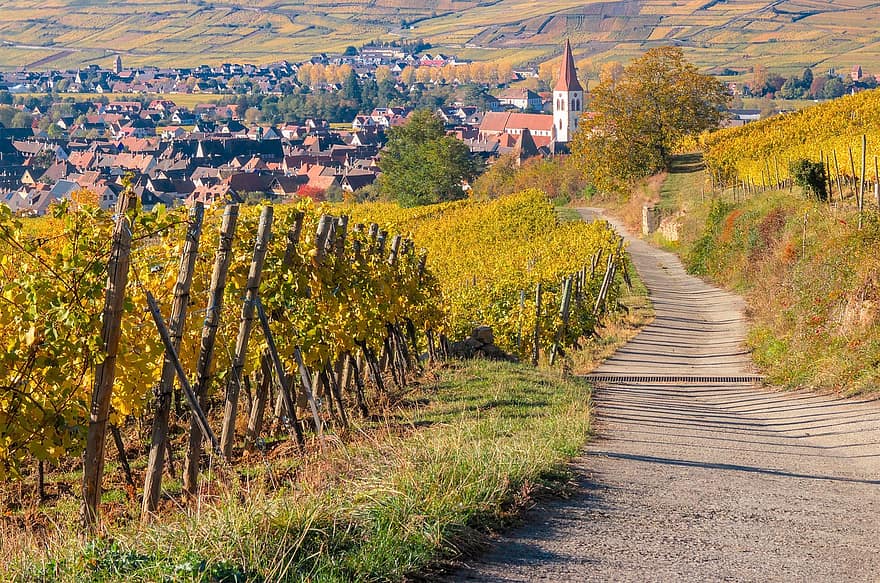 vinice, Ammerschwihr, vesnice, silnice, Alsasko, podzim, město