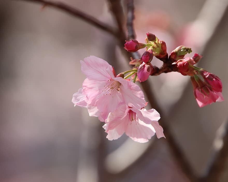 Цветение вишни, сакура, цветы, Флора, Вишневое дерево, весна, весенний сезон