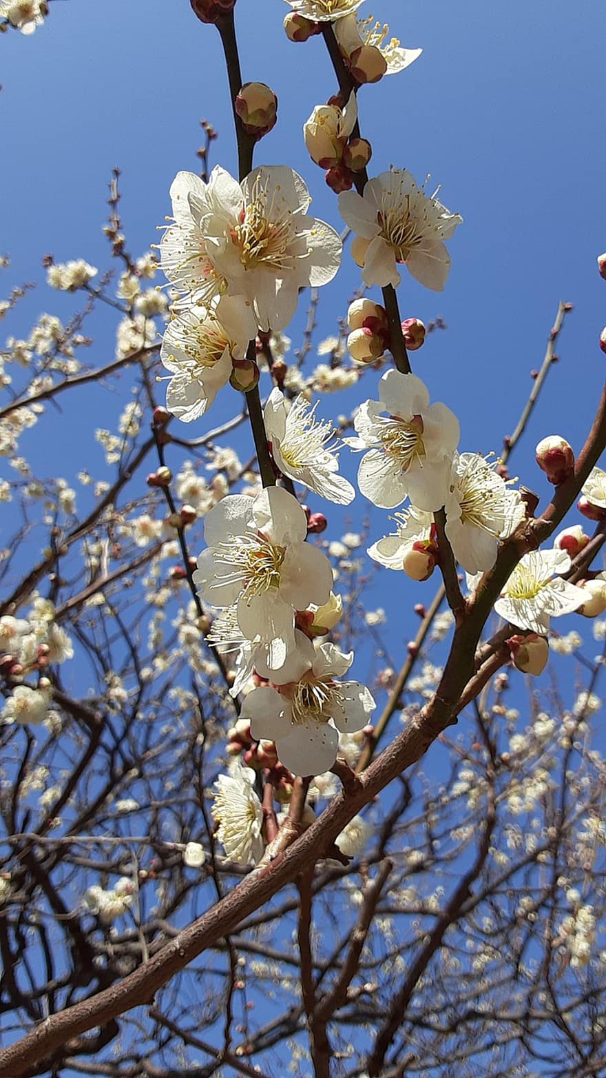 fiori di pruno, fiori bianchi, primavera, Giappone, fiori, ramo, fiore, albero, testa di fiore, fiorire, avvicinamento