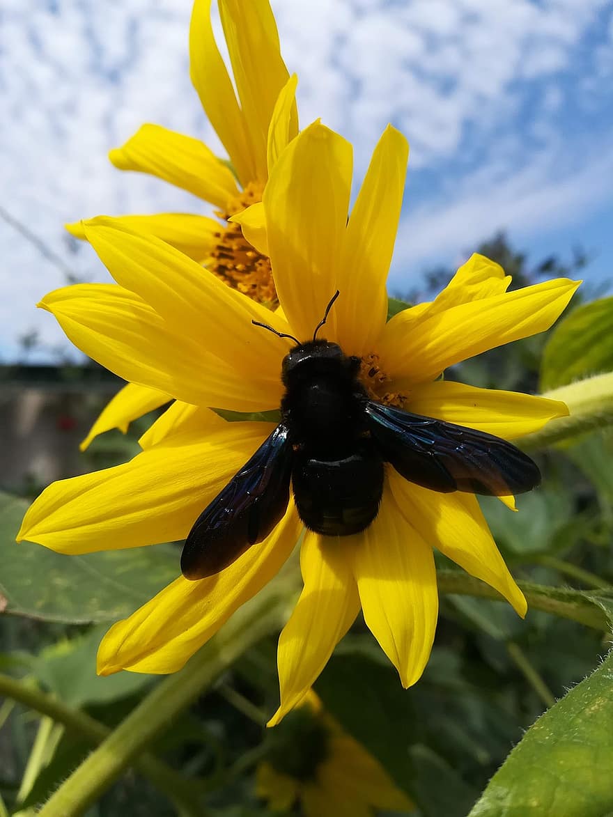 пчелар, насекомо, цвете, животно, крила, растение, жълто цвете, градина, природа, близък план, жълт