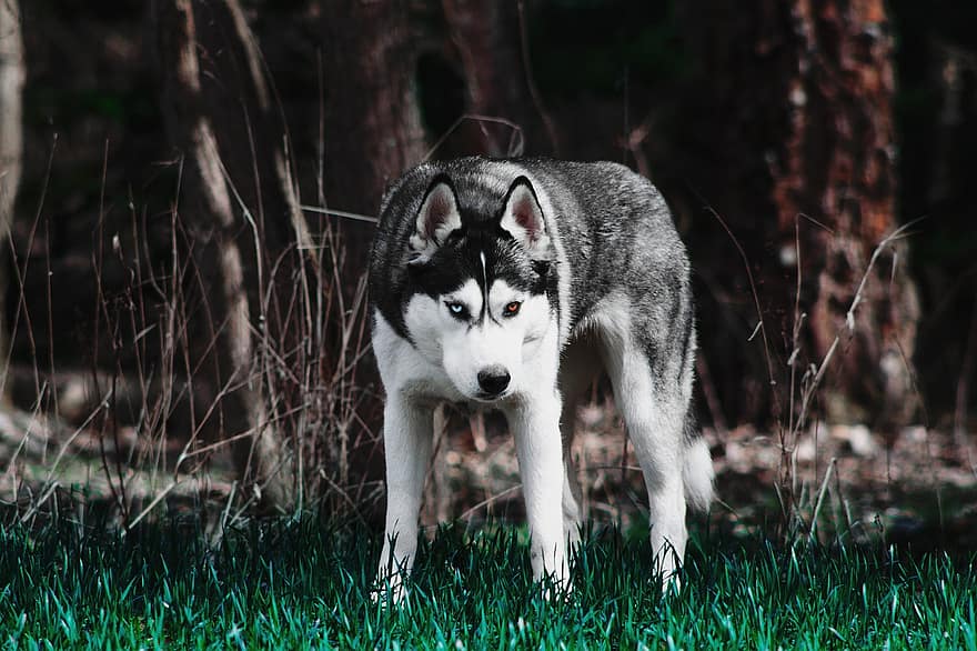 hond, Siberische husky, schor, sleehond, sneeuw hond, huisdier, hoektand, dierenportret