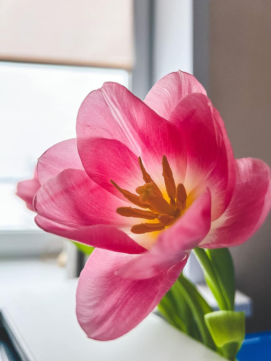 fiori, tulipani, primavera, petali, fiore, petalo, testa di fiore, pianta, avvicinamento, foglia, colore rosa