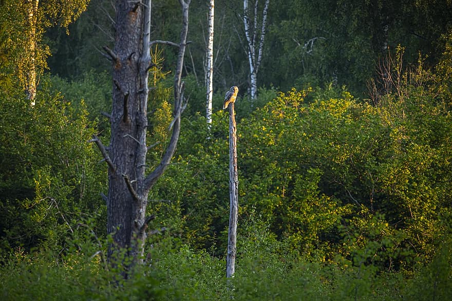 Уральская сова, Strix Uralensis, птица, природа, живая природа, хищная птица, животное, клюв, пух Перо, животные в дикой природе, на открытом воздухе