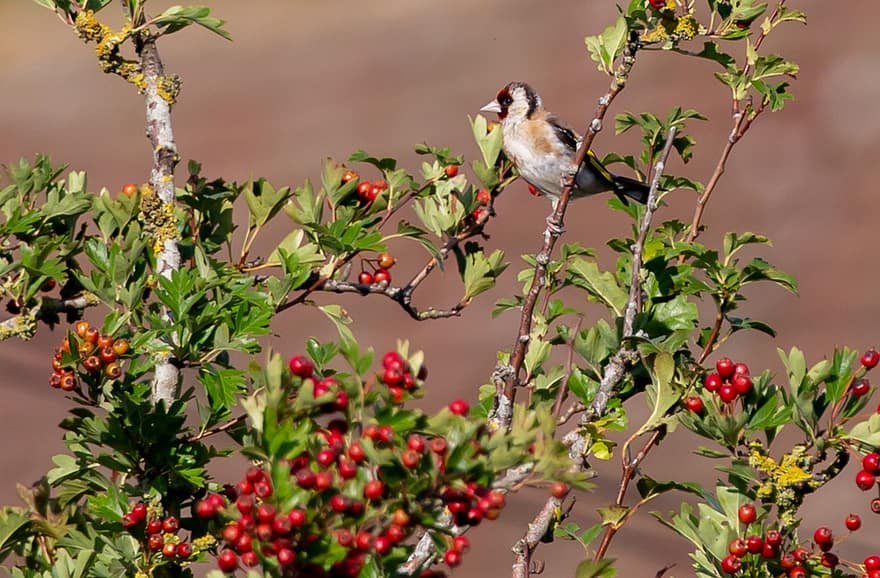 Goldfinch, Bird, Animal, European Goldfinch, Avian, Wildlife, Songbird, Small Bird, Carduelis Carduelis, Tree, Branch