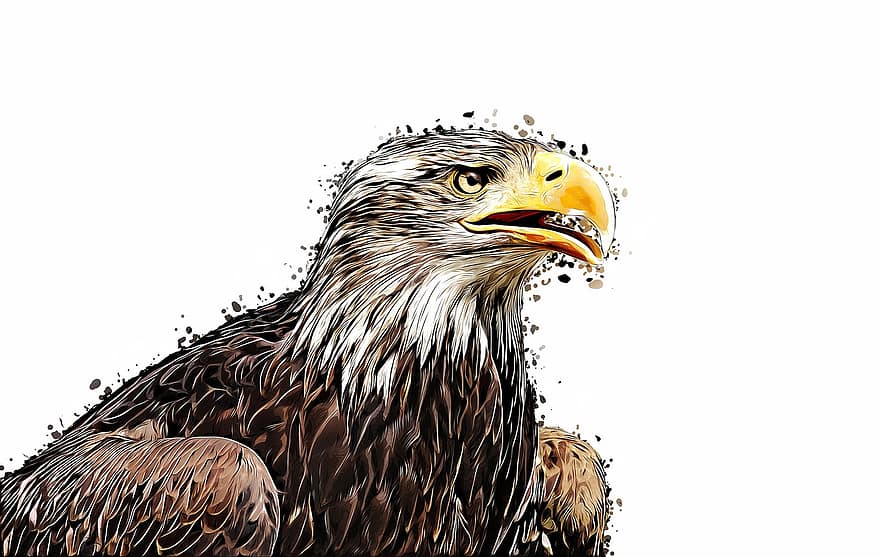 златен орел, птица, карикатура, чертеж, Adler, законопроект, граблива птица, хищна птица, перце, природа