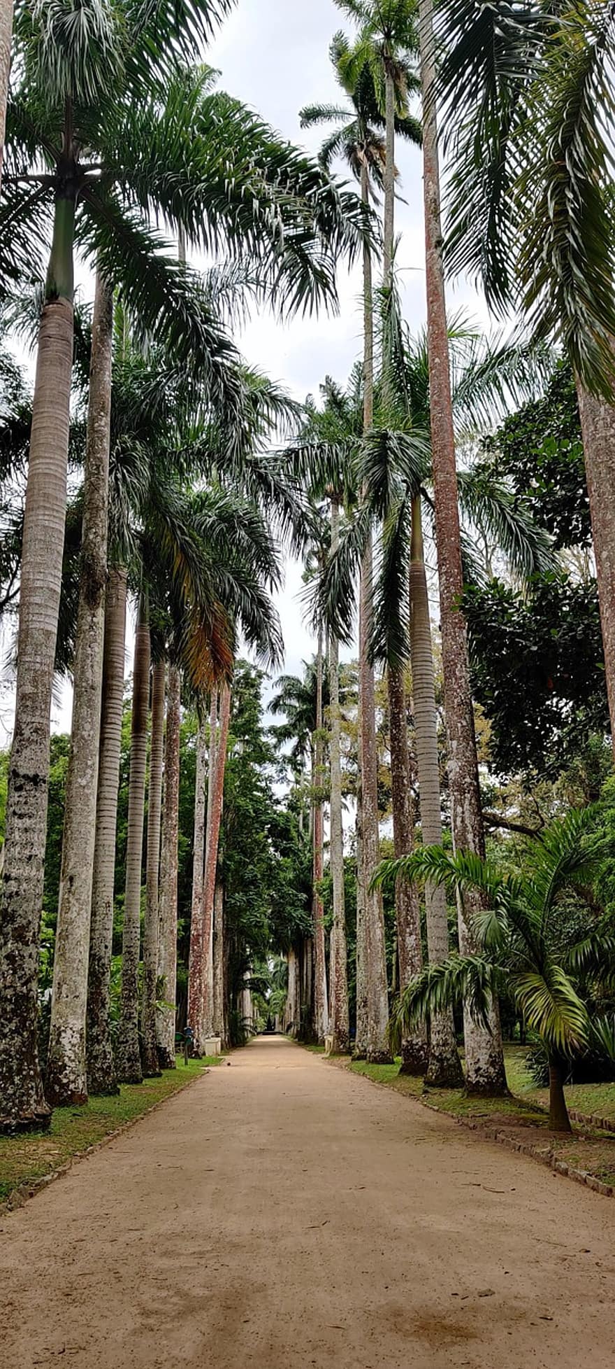 doğa, ağaçlar, Palmiye ağaçları, tropikal, açık havada