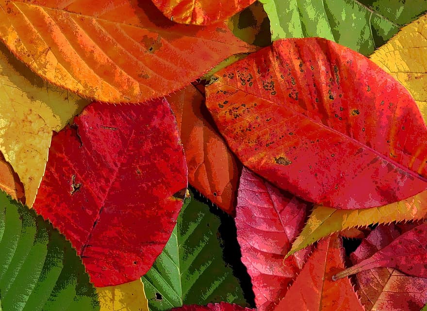 le foglie, autunno, fogliame autunnale, autunno dorato, foglie in autunno, albero, natura, foresta, d'oro, transitorietà, colori dell'autunno