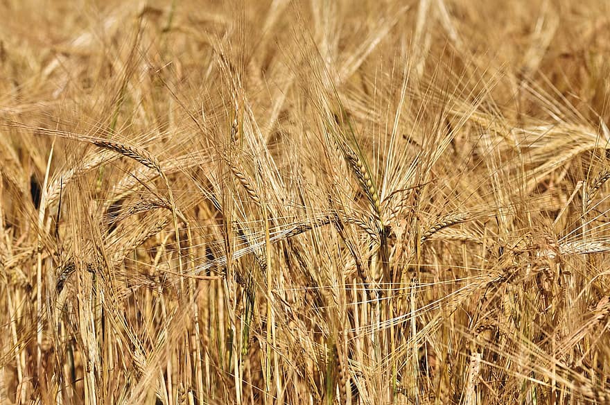 Barley, Cereals, Cornfield, Spike, Grain, Field, Crop, Agriculture, Harvest, Plant, Food