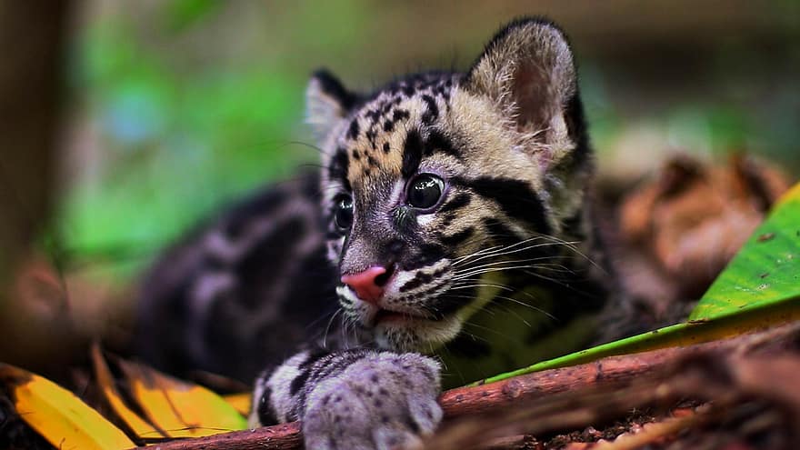 bewölkter Leopard, Leopard, Tier, Säugetier, Baby, jugendlich, große Katze, wildes Tier, Tierwelt, Fauna, katzenartig