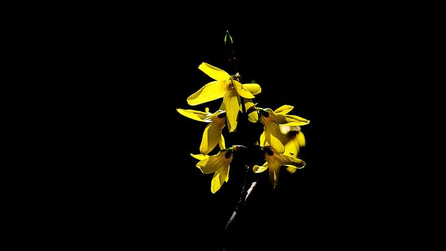 Flowers, Forsythia, Bloom, Blossom, Yellow Flower, Botany, Growth, Petals, yellow, close-up, plant