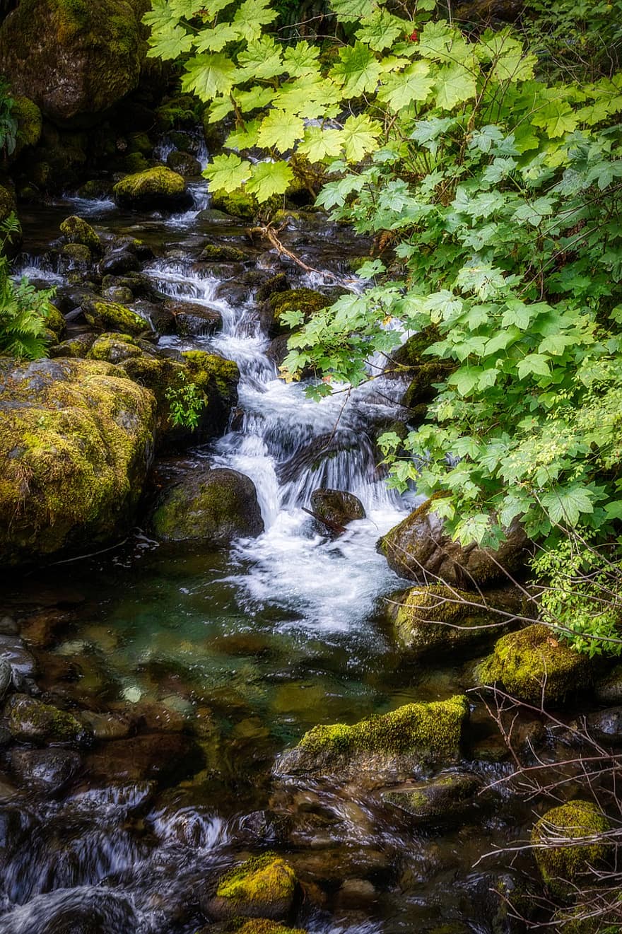 River, Stream, Rocks, Forest, Rainforest, Water, Northwest, Washington, Usa, Scenic, Nature