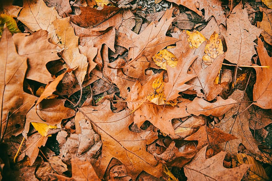 löv, natur, höst, säsong, falla, blad, gul, bakgrunder, multi färgad, oktober, skog
