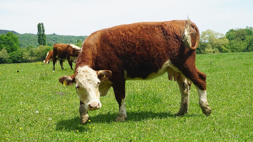 con bò, thú vật, đồng cỏ, chăn nuôi, động vật có vú, cỏ, cánh đồng, Thiên nhiên, nông thôn