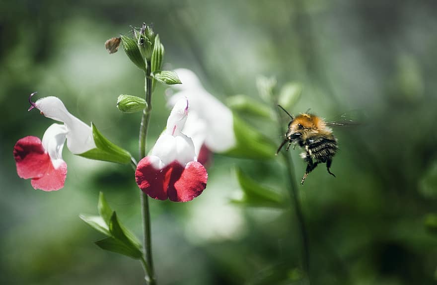 Bie, insekt, blomst, pollen, pollinering, nektar, hage, flora