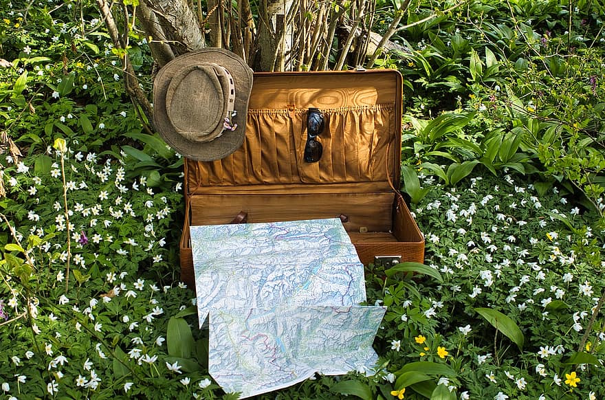 valise, forêt, printemps, anémones des bois, ambiance, une randonnée, Voyage, herbe, été, fleur, couleur verte