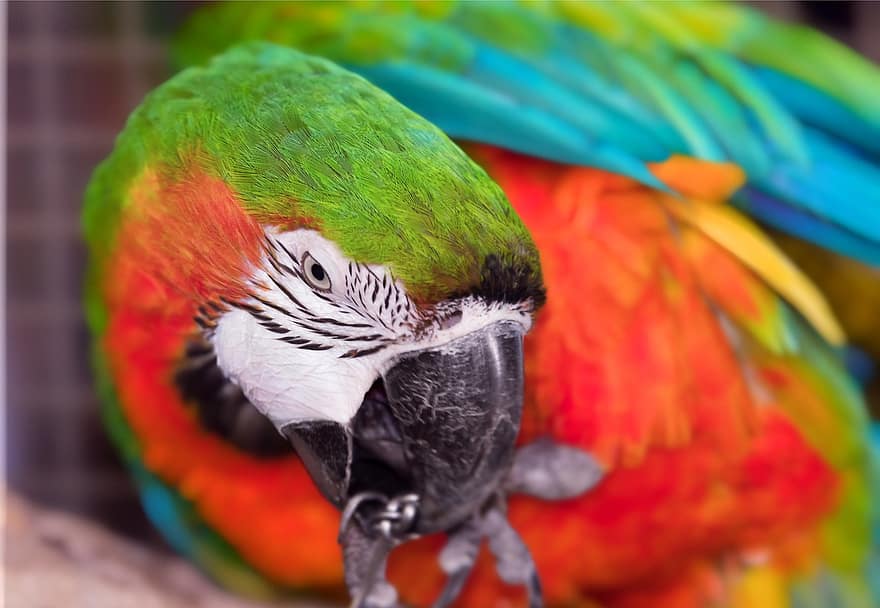 Papoušek, pták, posazený, zvíře, peří, zobák, účtovat, pozorování ptáků, ornitologie, živočišného světa, vícebarevné