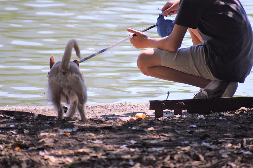 mājdzīvnieku aprūpe, staigājot suni, Čivava, upe, ezers, parks, kucēns, ezera krasts, upes krasts