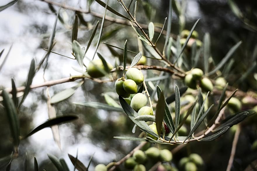 Griekenland, olijven, olijfboom, Preveza, lefkada