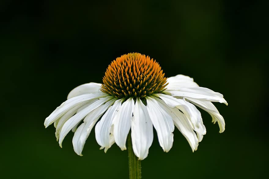jeżówka, białe kwitnienie, kwiat, kwitnąć, biały, lato, roślina lecznicza, kompozyty