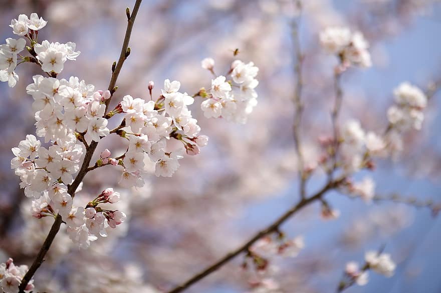 květiny, jaro, Třešňový květ, strom, sezónní, Japonsko, květ, okvětní lístky, růst, větev, sezóna