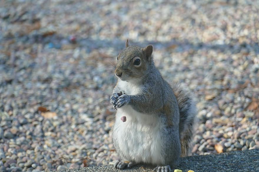 Squirrel, Animal, Nature, Wildlife, Eastern Gray Squirrel, Cute, Fluffy, Outdoor, Bushy, Creature, Adorable