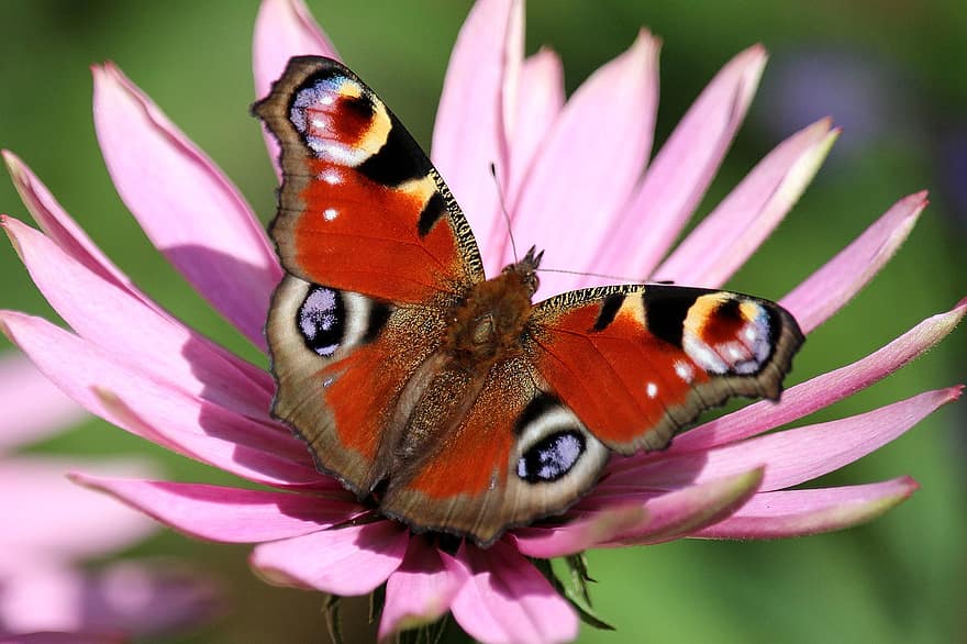 borboleta de pavão, borboleta, Flor rosa, natureza